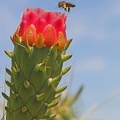 Kaktusfeige (Opuntia ficus-indica)